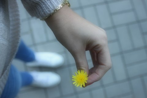 Canon EF 28-90mm f/4-5.6 sample photo. Flower photography