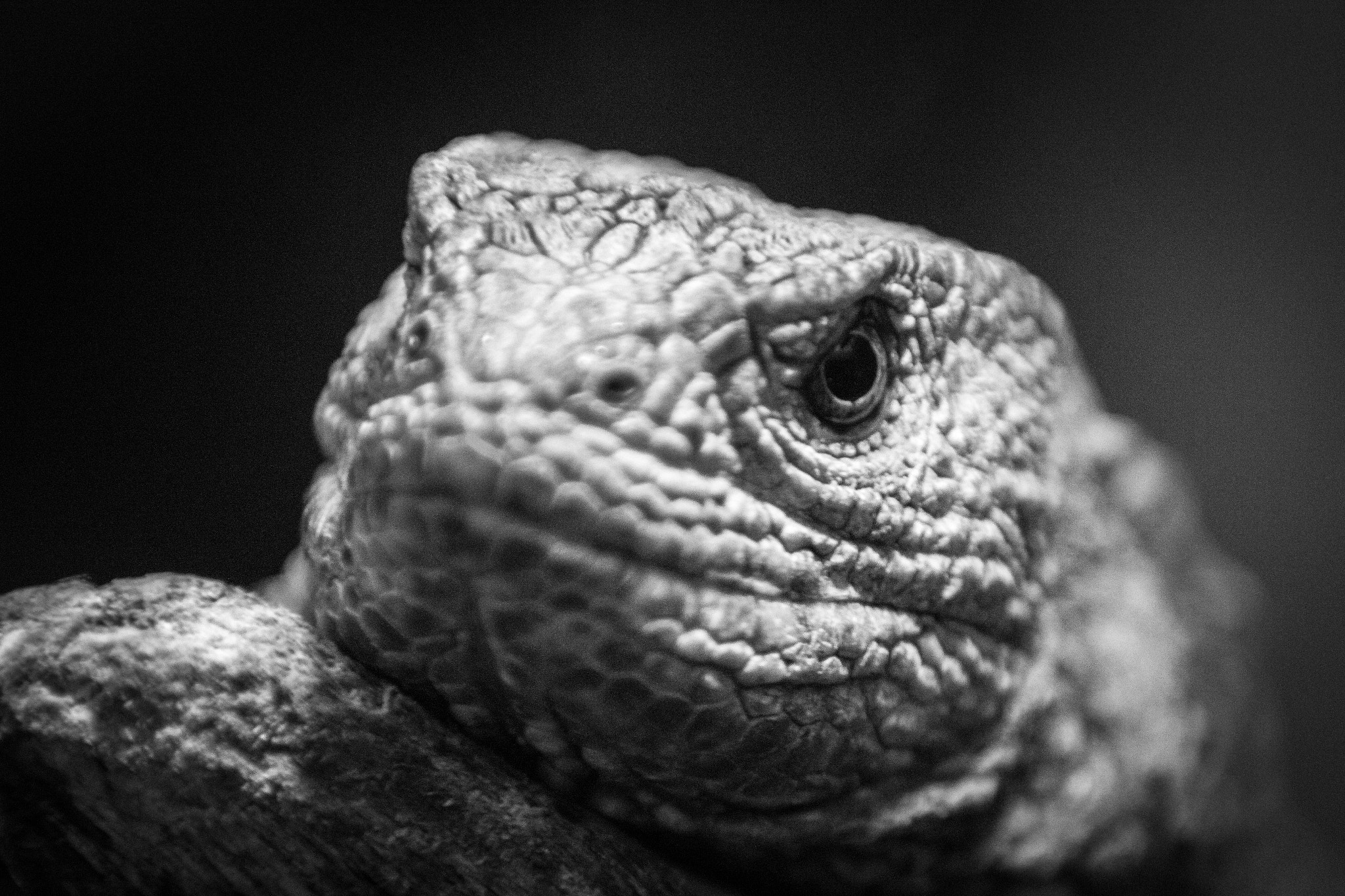 Canon EF 70-200mm F2.8L IS II USM sample photo. Lizzard photography