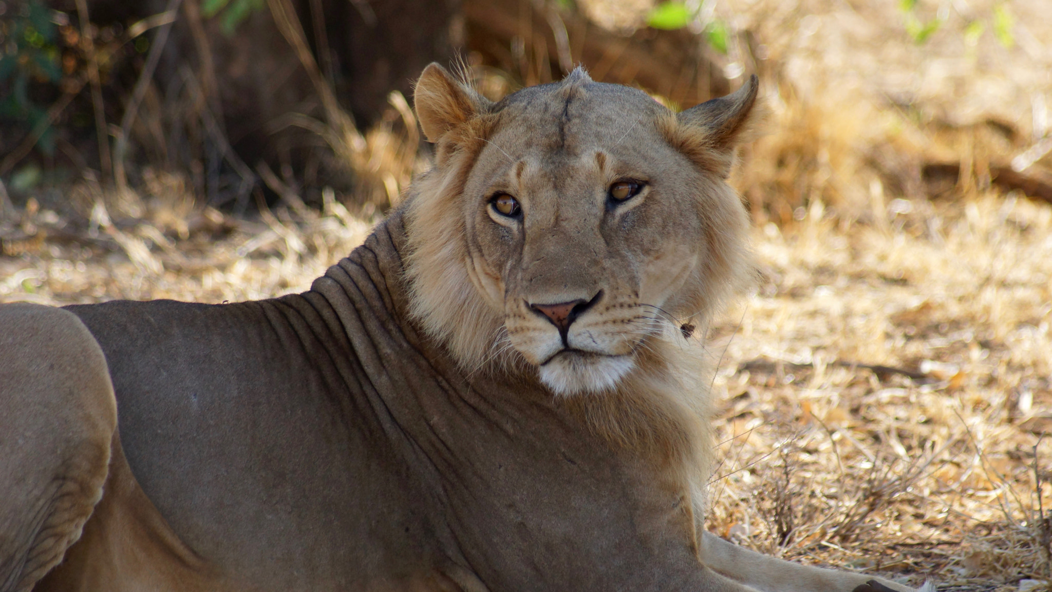 Minolta AF 100-400mm F4.5-6.7 APO sample photo. Samburu photography