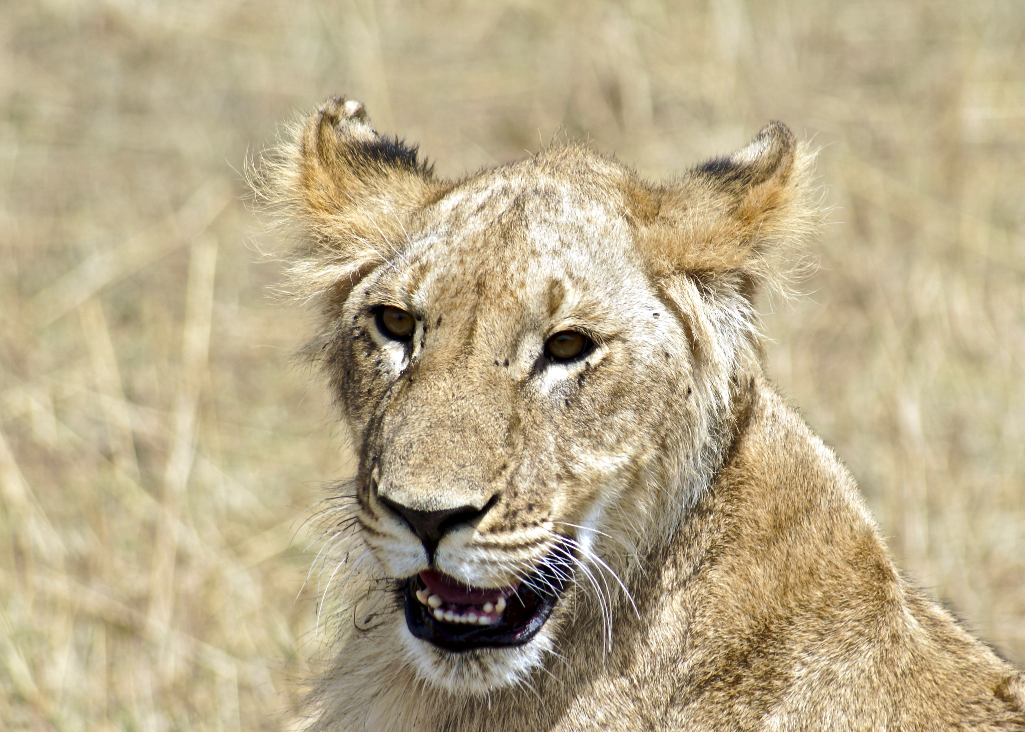 Minolta AF 100-400mm F4.5-6.7 APO sample photo. Maasai mara national reserve photography