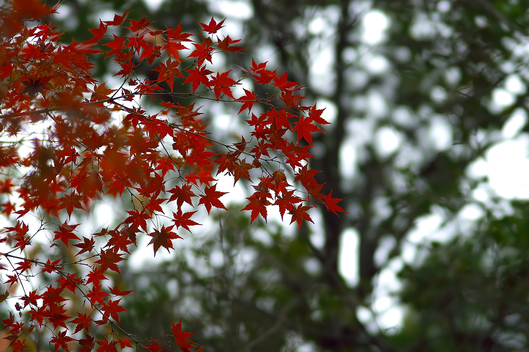 Sony a7 + 135mm F2.8[T4.5] STF sample photo. Red photography