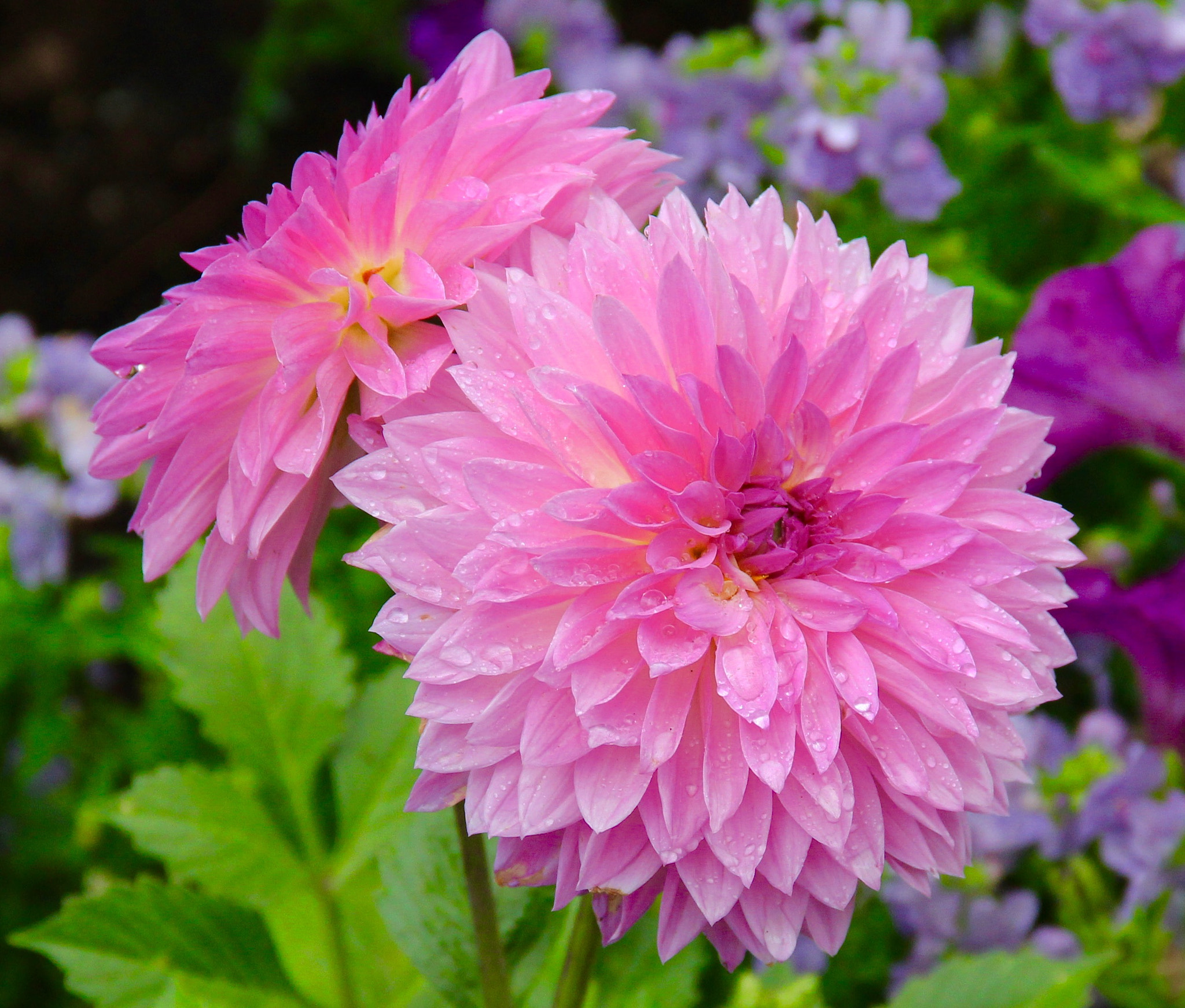 Canon EOS 700D (EOS Rebel T5i / EOS Kiss X7i) + Canon EF-S 18-135mm F3.5-5.6 IS sample photo. Pink flower photography