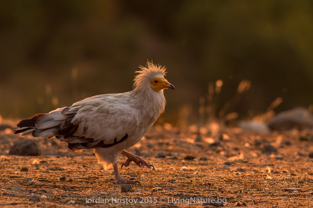 Canon EOS 60D + Canon EF 400mm F5.6L USM sample photo. Egyptian vulture photography photography