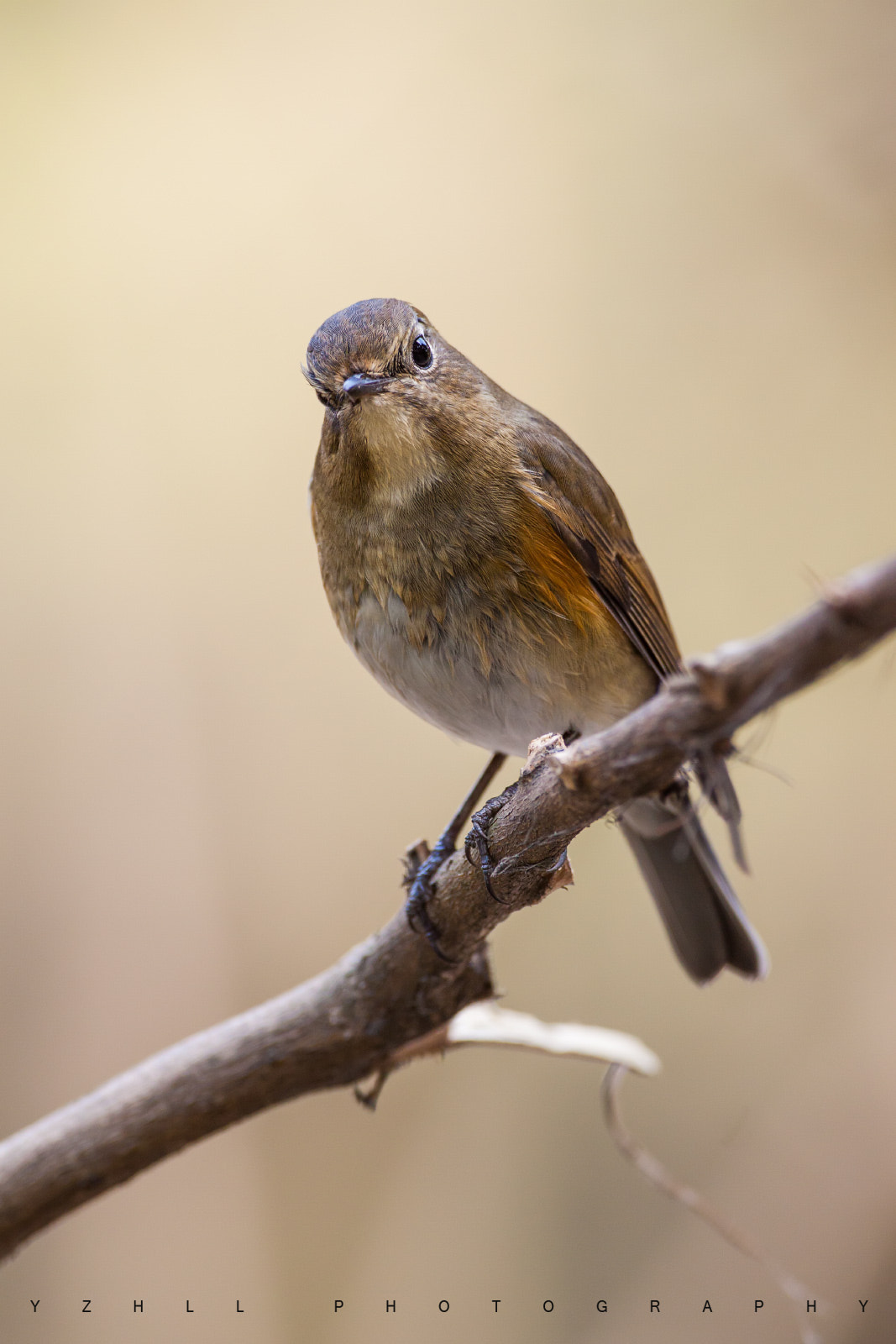 Canon EOS 50D + Canon EF 500mm F4L IS USM sample photo. Tarsiger cyanurus photography