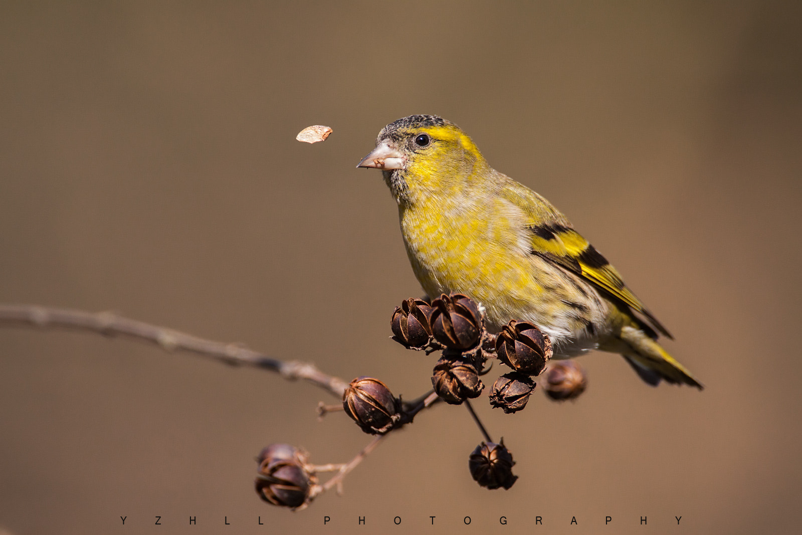 Canon EF 500mm F4L IS USM sample photo. Carduelis spinus photography