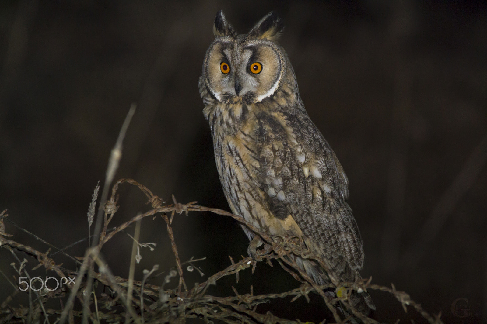 Sigma 150-500mm F5-6.3 DG OS HSM sample photo. Long-eared owl photography