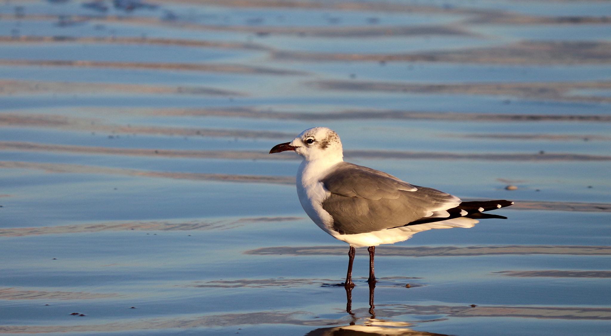 Canon EOS M sample photo. Sandpiper on the beach photography