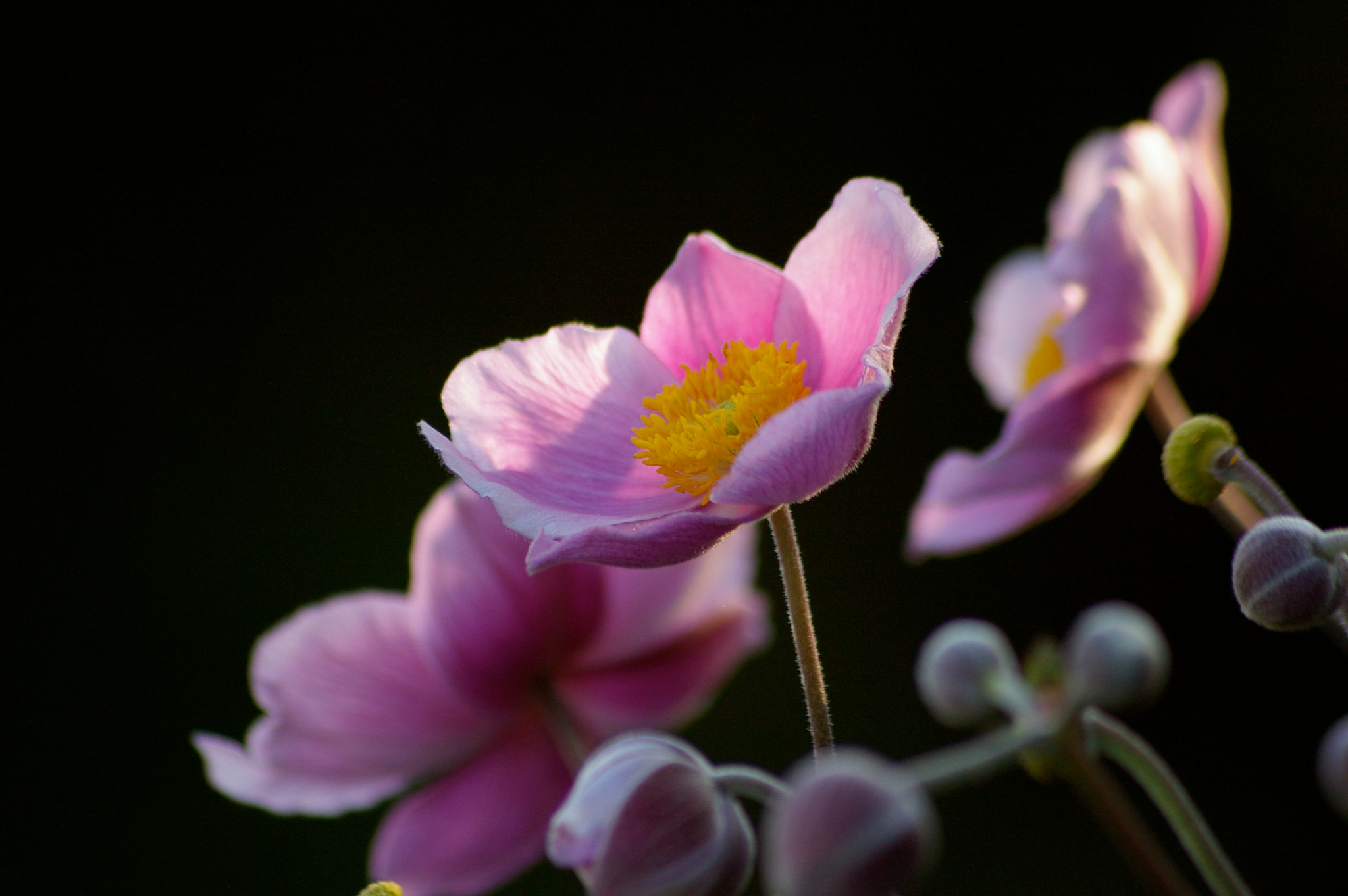 Pentax K110D sample photo. Flower photography
