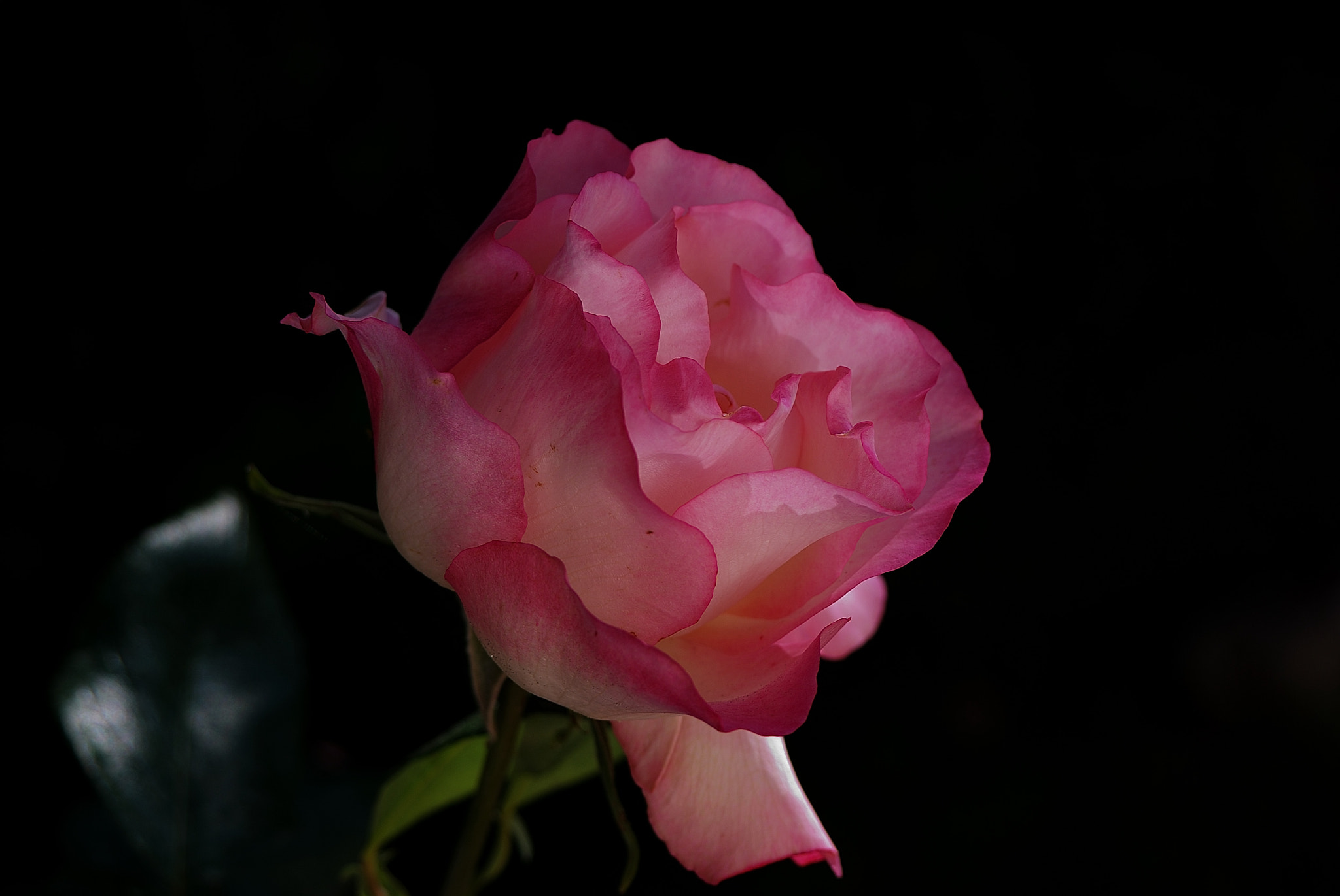 AF Zoom-Nikkor 35-80mm f/4-5.6D sample photo. Rosa rosa ii photography
