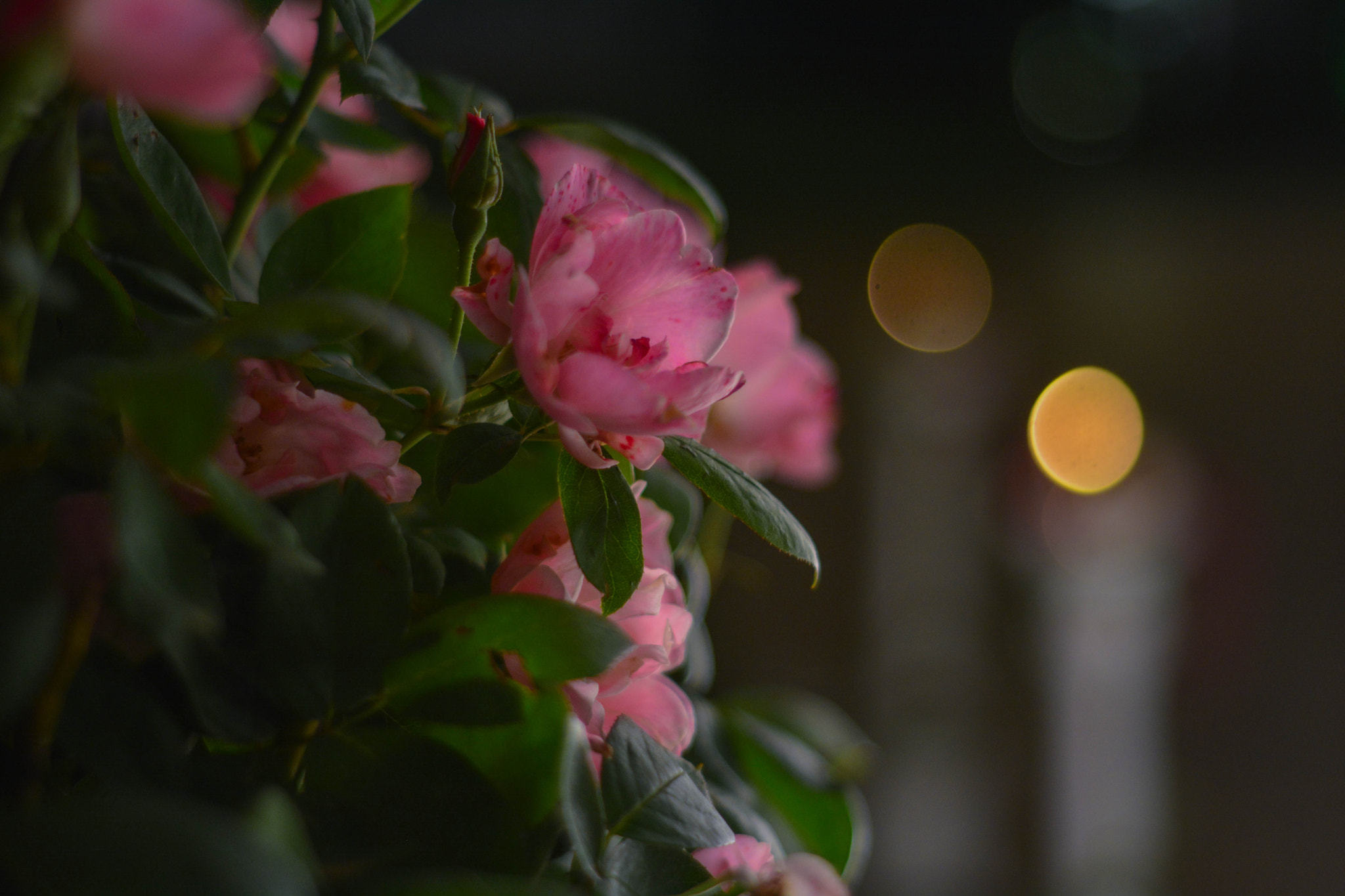 Nikon D5200 + AF Nikkor 50mm f/1.8 sample photo. Wednov photography