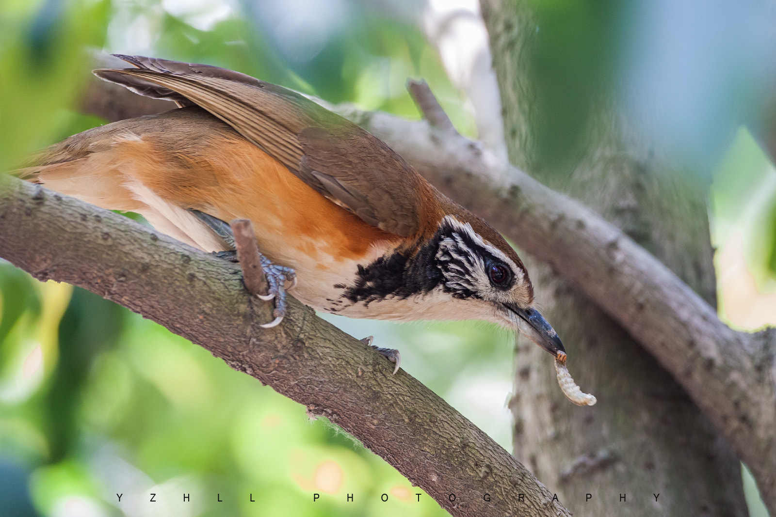 Canon EOS 50D + Canon EF 500mm F4L IS USM sample photo. Garrulax pectoralis photography