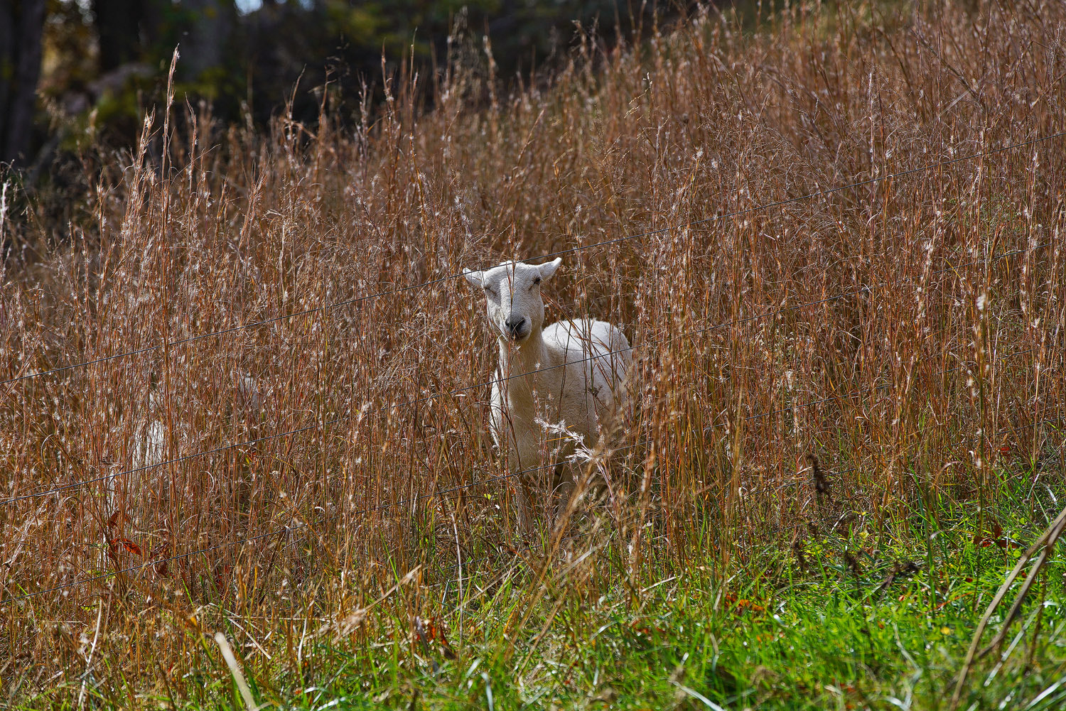 70-200mm F2.8 G SSM OSS II sample photo. Nosy bystander photography