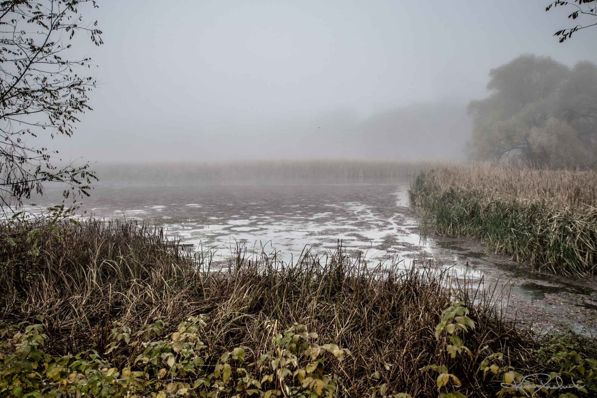 Nikon AF-S Nikkor 17-35mm F2.8D ED-IF sample photo. Misty marsh - bronte creek photography