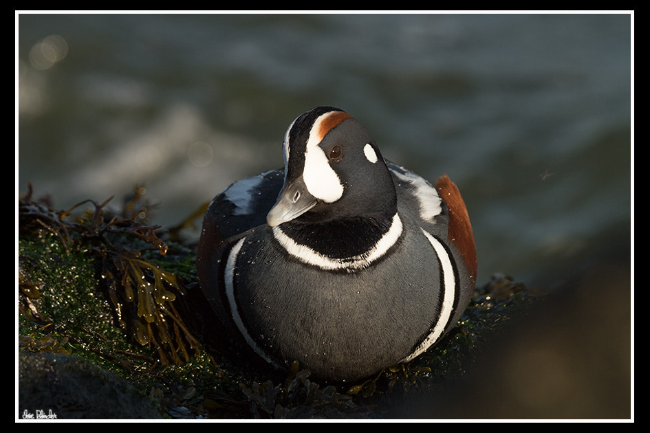 Canon EOS M2 sample photo. Harlequin duck photography