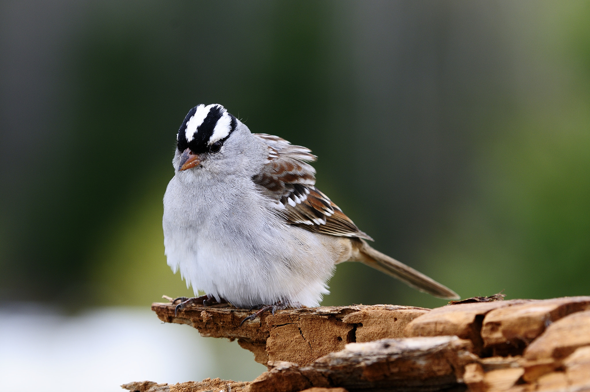 Nikon D300S + Nikon AF Micro-Nikkor 200mm F4D ED-IF sample photo. Bruant à couronne blanche zonotrichia leucophrys white crowned sparrow photography