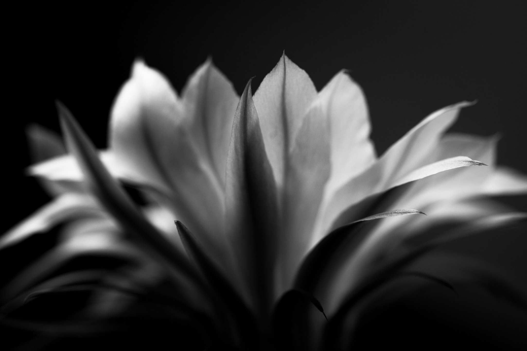 Nikon D3 sample photo. Bloom photography