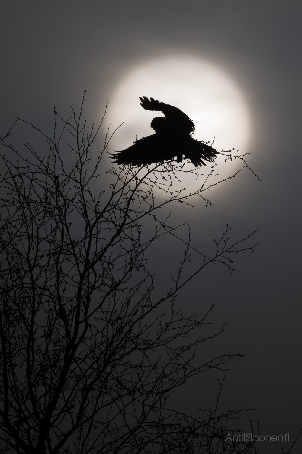 Canon EF 300mm F2.8L IS II USM sample photo. Northern hawk-owl photography