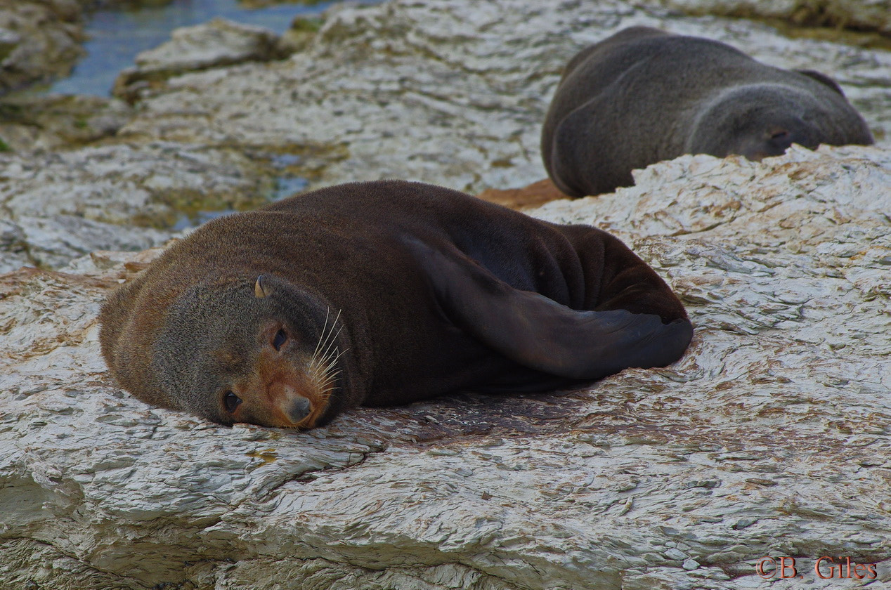 Pentax K-5 IIs + Pentax smc DA* 60-250mm F4.0 ED (IF) SDM sample photo. It's too early photography