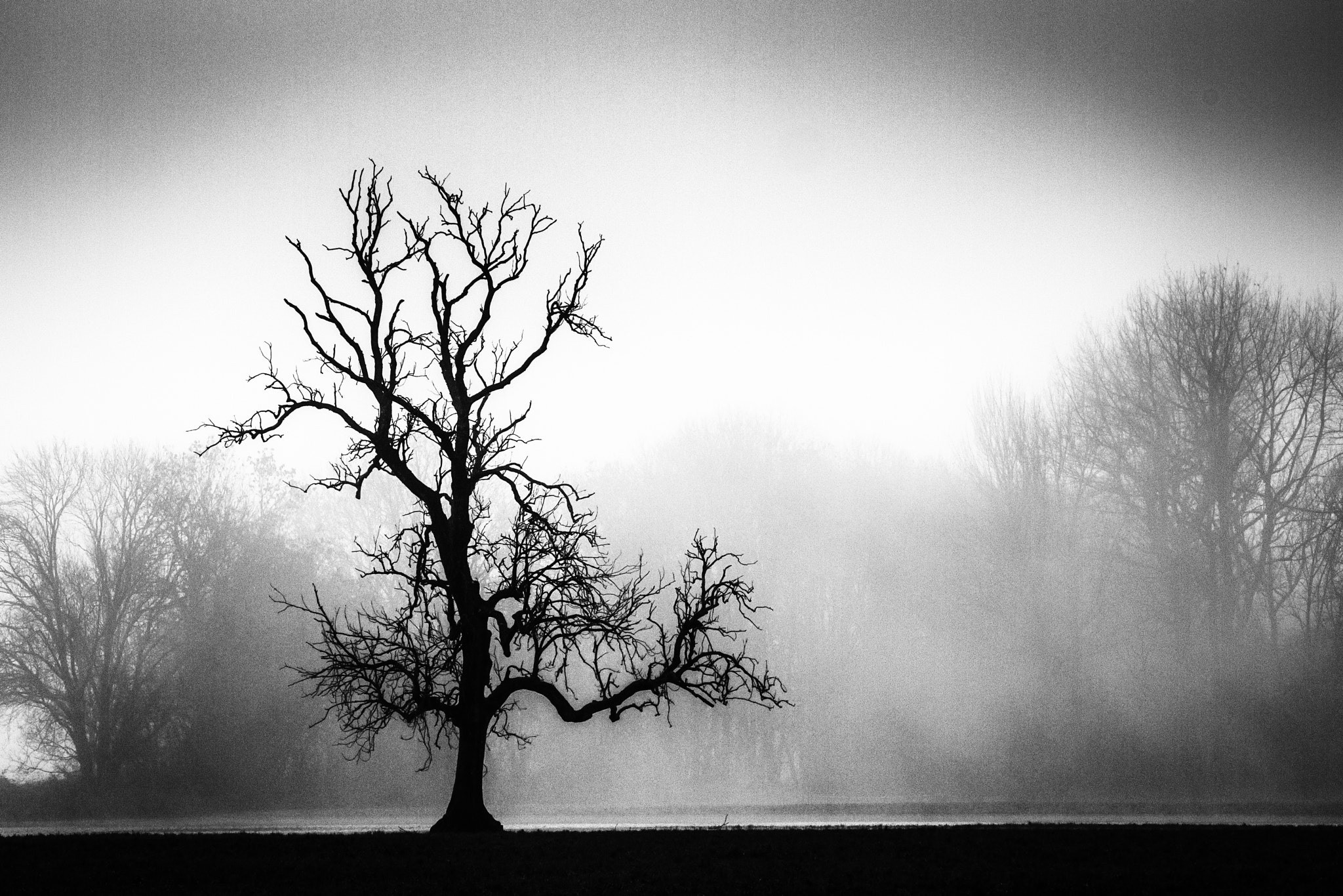 Olympus Zuiko Digital ED 40-150mm F4.0-5.6 sample photo. Foggy morning photography