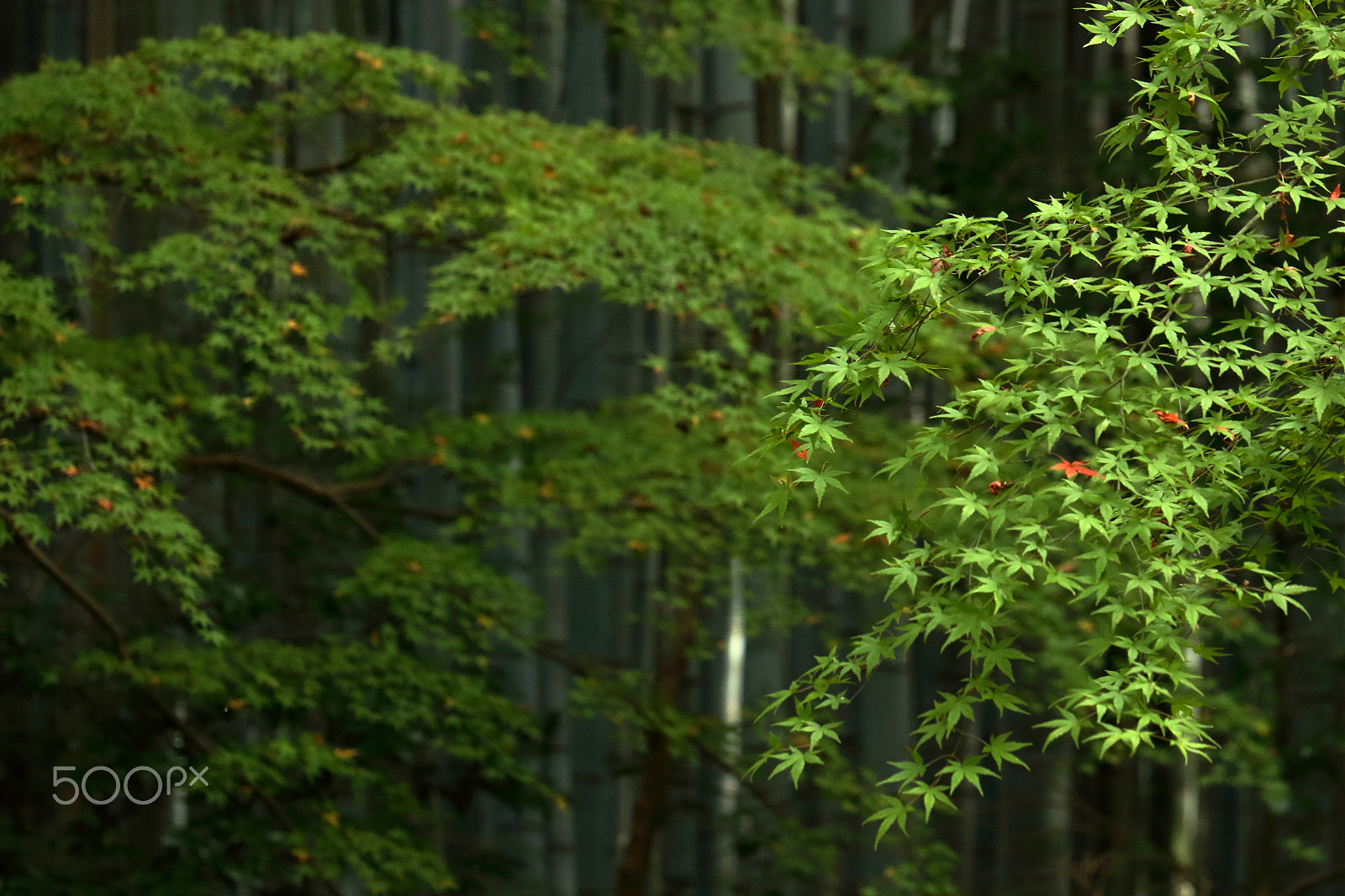 Canon EOS 100D (EOS Rebel SL1 / EOS Kiss X7) sample photo. Bamboo green photography