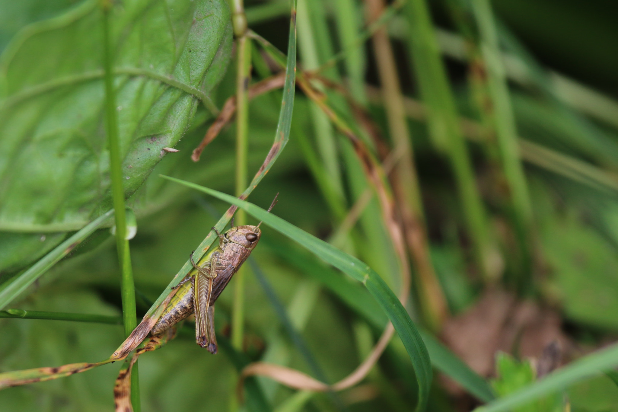 Canon EF 100-400mm F4.5-5.6L IS USM sample photo. Meadow grasshopper (chorthippus parallelus) photography