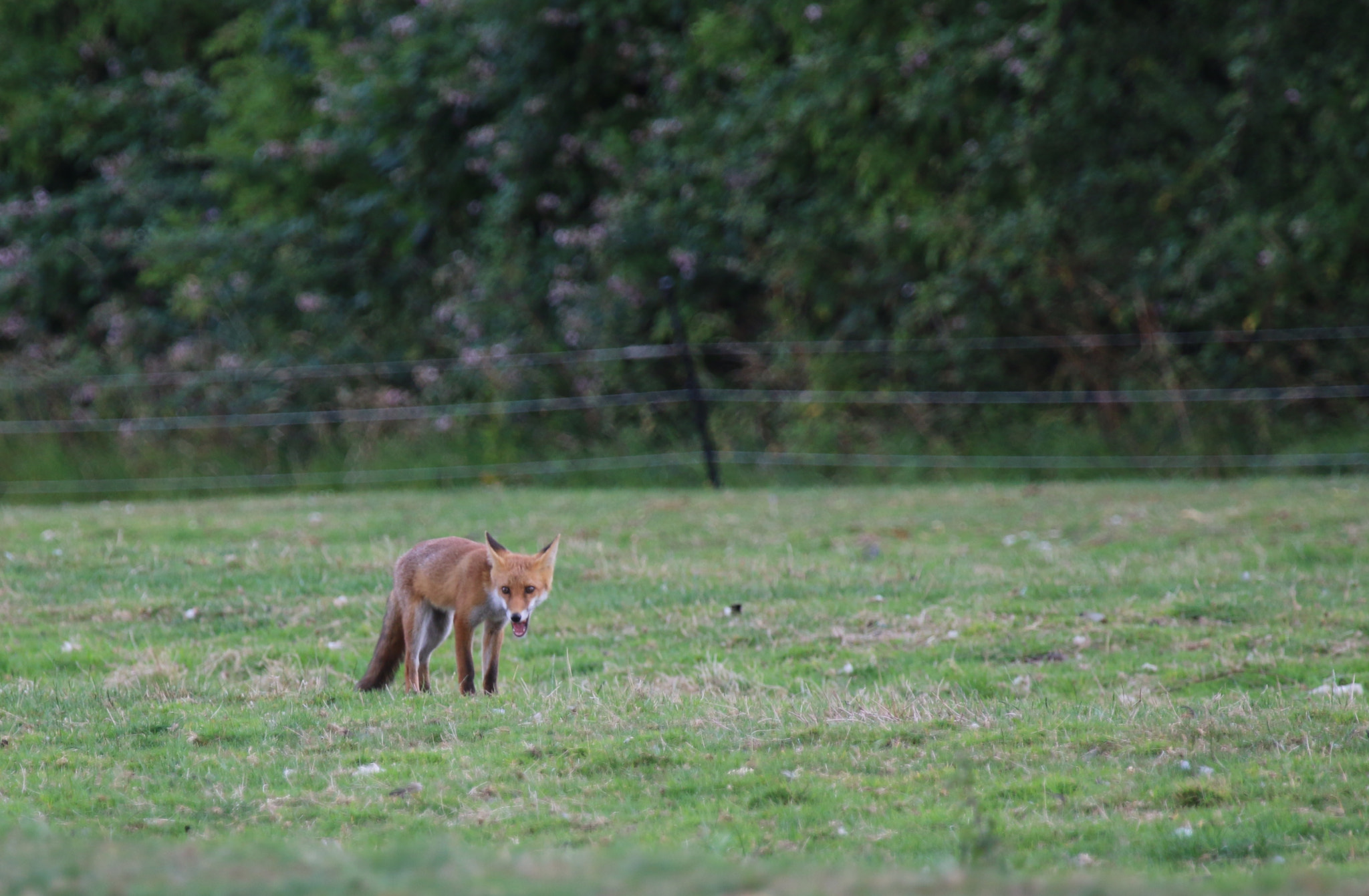 Canon EF 100-400mm F4.5-5.6L IS USM sample photo. Red fox (vulpes vulpes) photography
