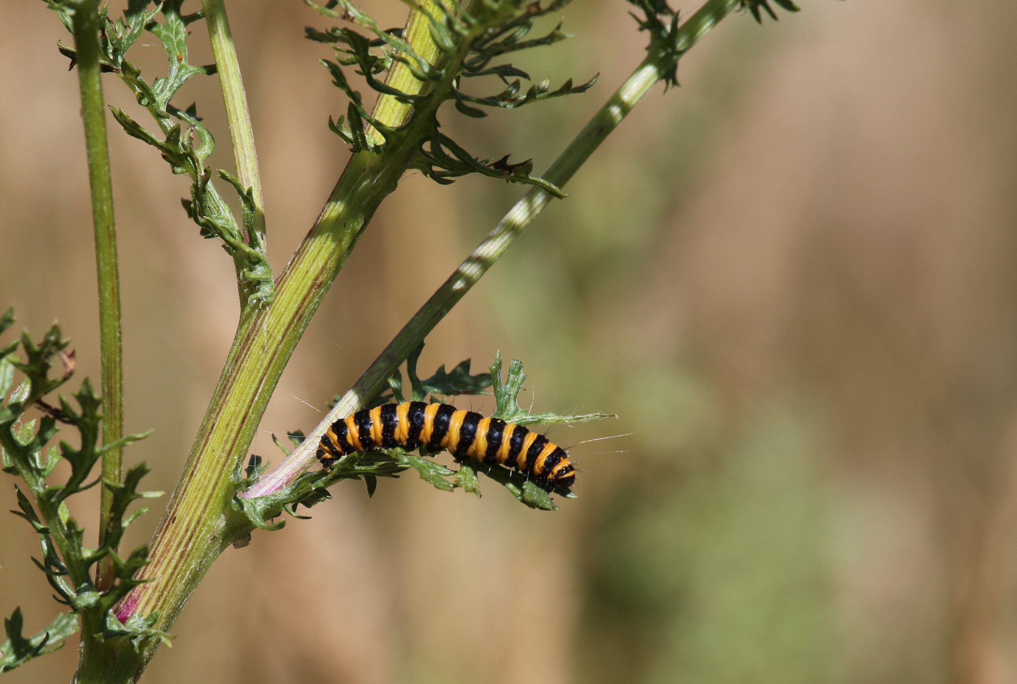 Canon EF 100-400mm F4.5-5.6L IS USM sample photo. Cinnabar moth caterpillar tyria jacobaeae) photography