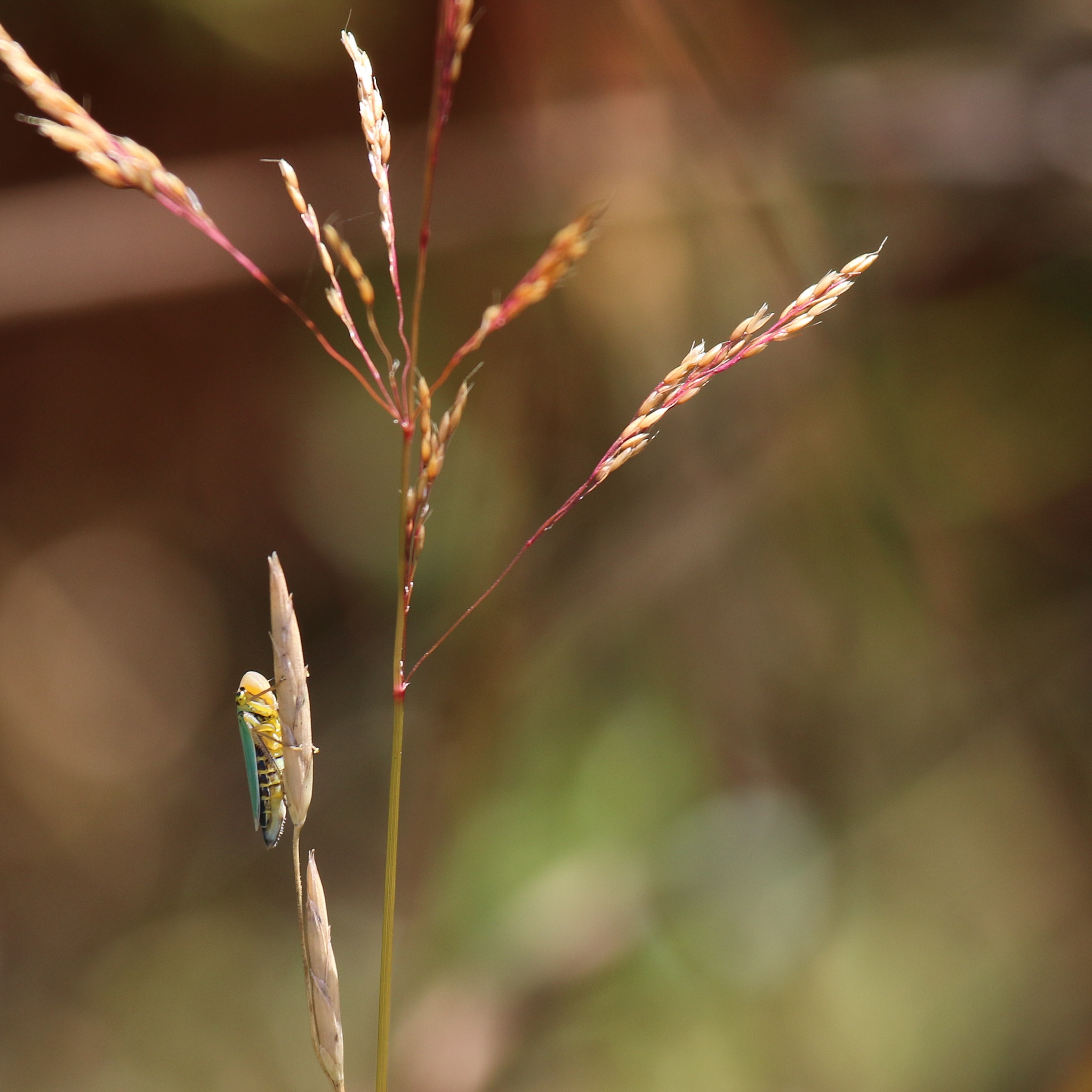 Canon EF 100-400mm F4.5-5.6L IS USM sample photo. Green leafhopper  (cicadella viridis) photography