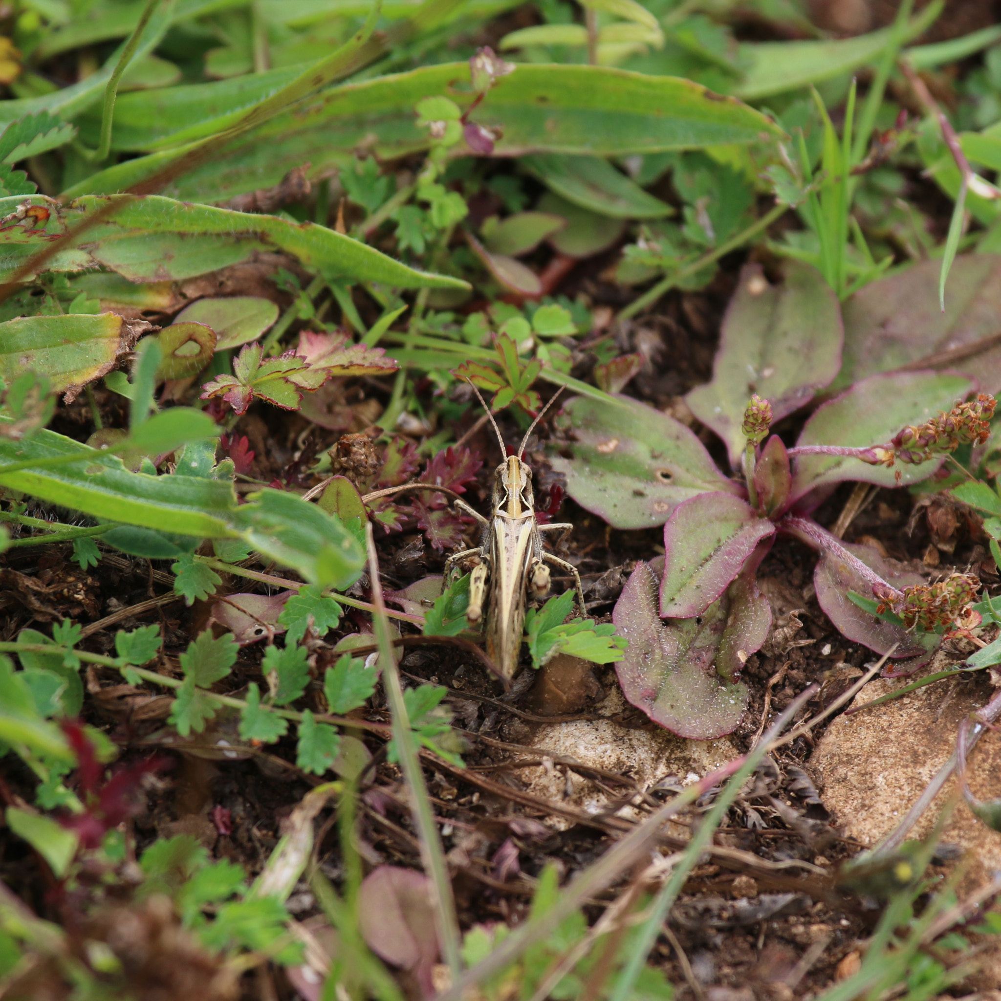 Canon EF 100-400mm F4.5-5.6L IS USM sample photo. Field grasshopper (chorthippus brunneus) photography