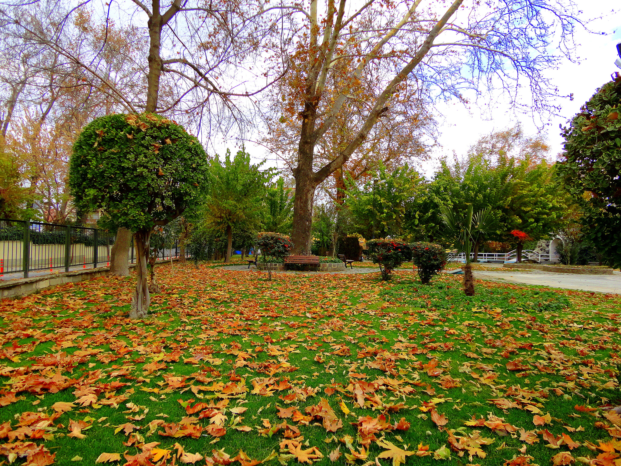 Sony DSC-W580 sample photo. Autumn photography
