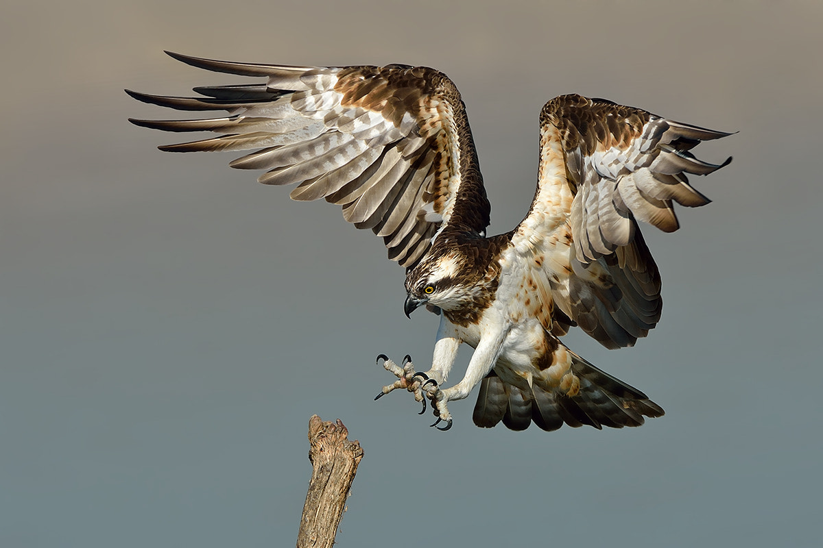 Nikon AF-S Nikkor 500mm F4D ED-IF II sample photo. Seize the moment photography