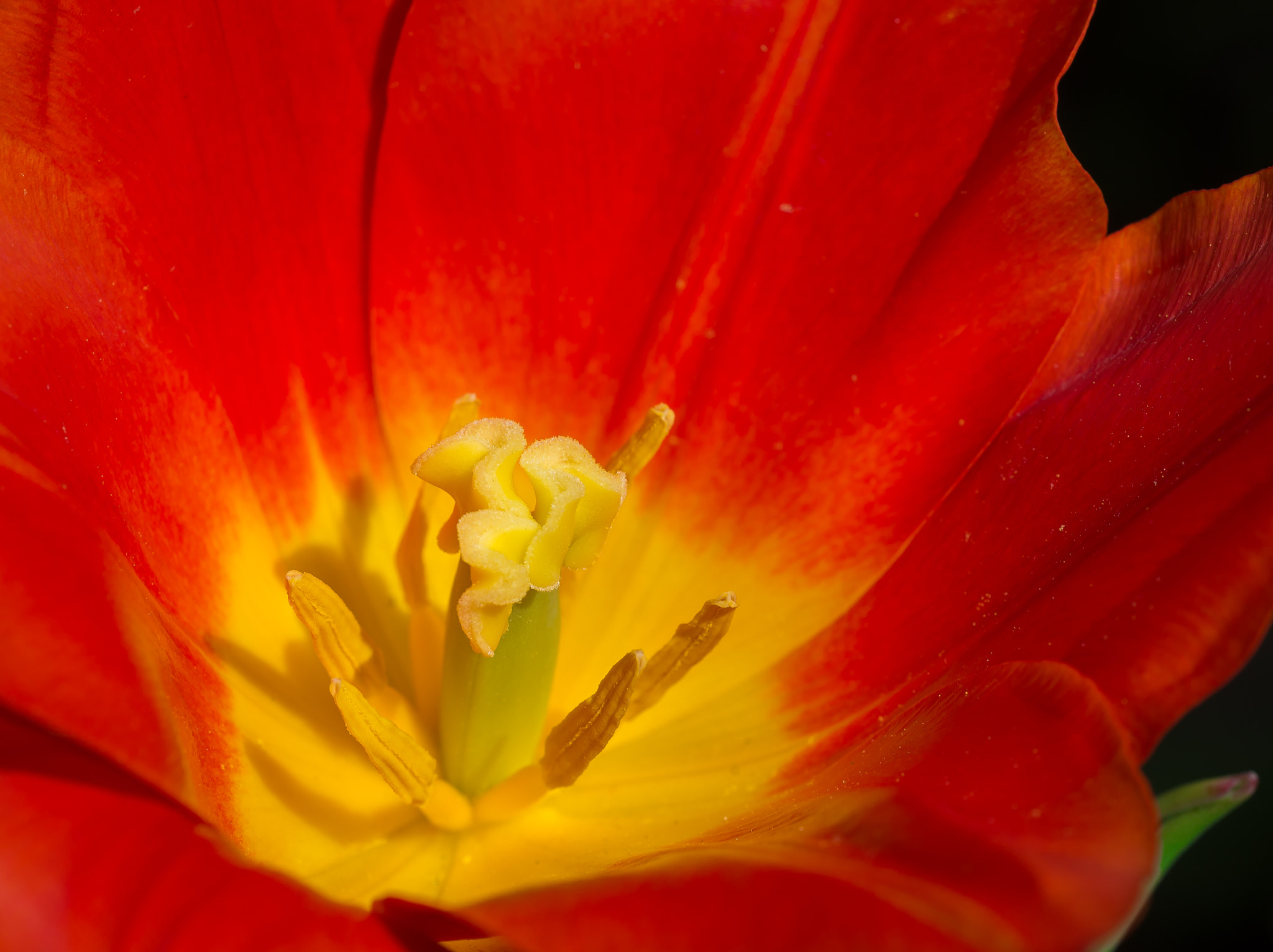 Sigma 150mm F2.8 EX DG OS Macro HSM sample photo. Tulip photography
