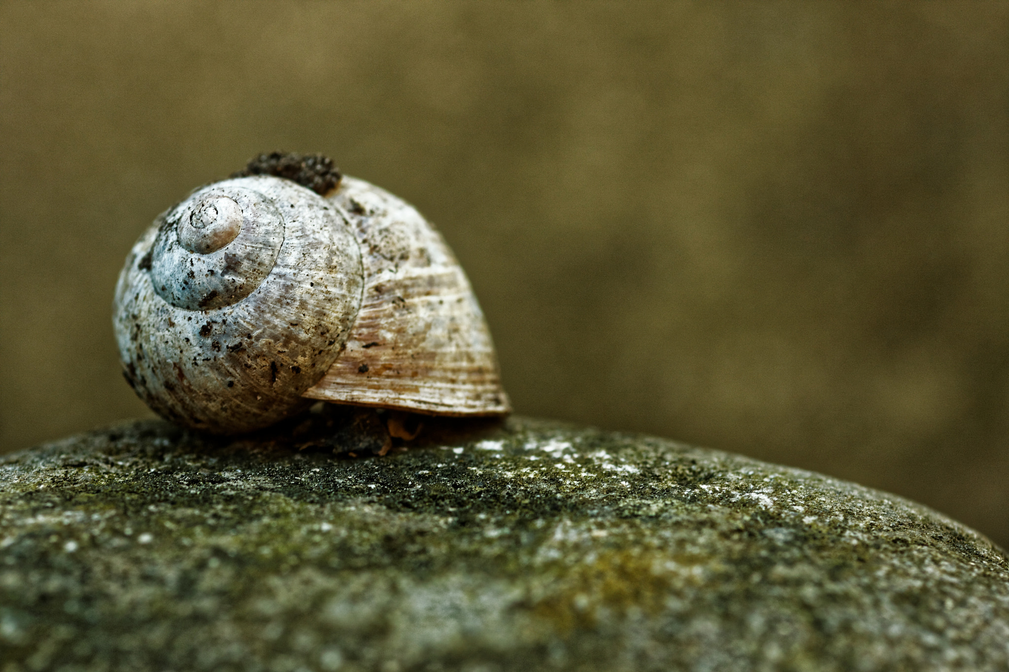 Canon EOS 40D + Canon EF 50mm F2.5 Macro sample photo. Snail photography