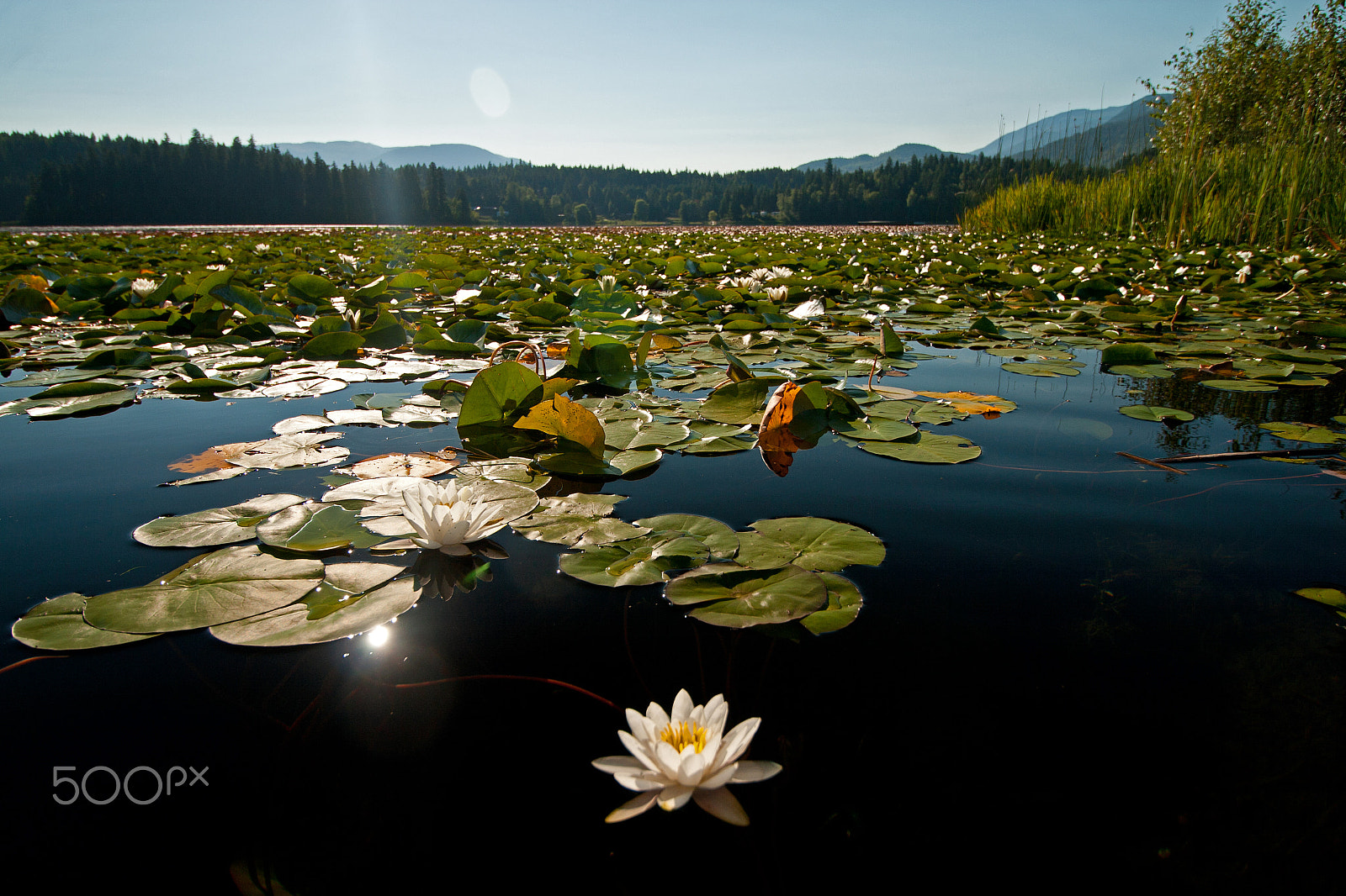 Canon EF-S 10-18mm F4.5–5.6 IS STM sample photo. Dutch lake waterlily photography