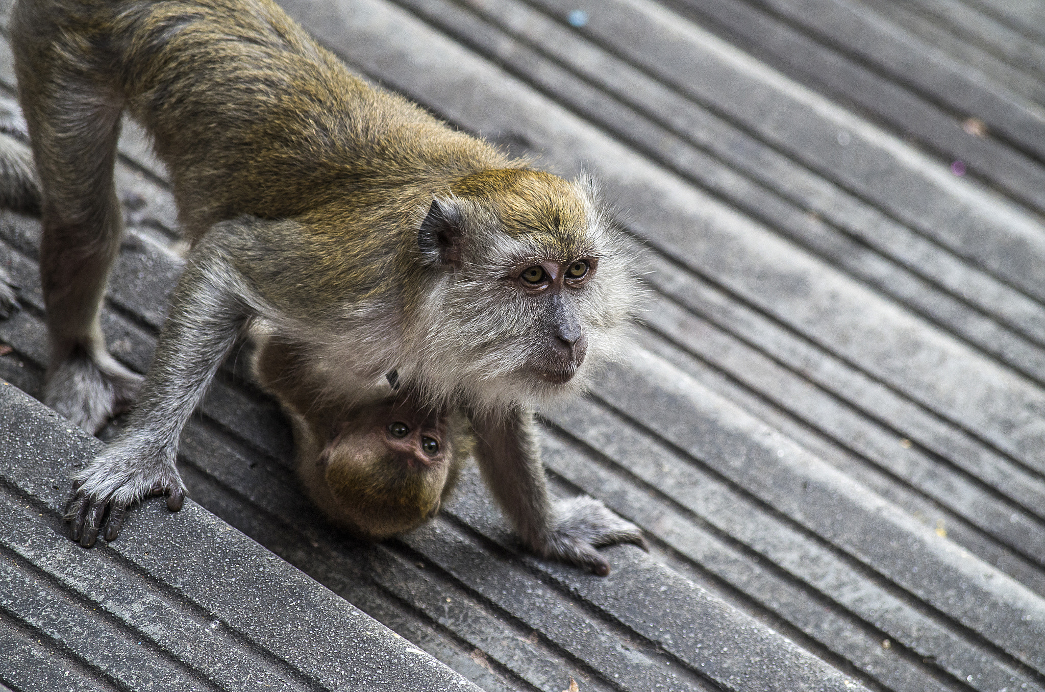 Pentax smc DA 50-200mm F4-5.6 ED WR sample photo. Mother's love photography