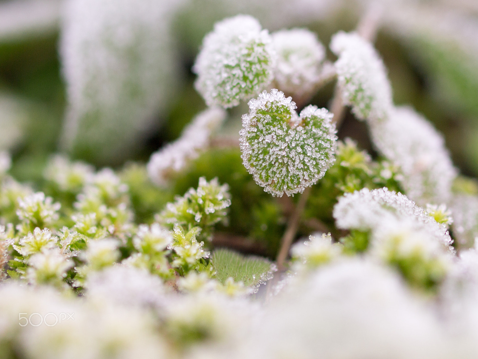 OLYMPUS 50mm Lens sample photo. Frost photography