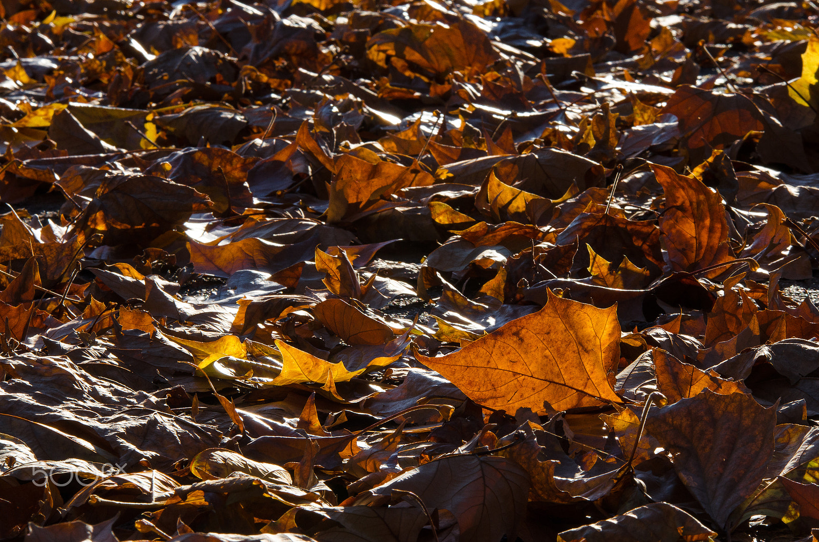 Sigma 70-200mm F2.8 EX DG OS HSM sample photo. Tutto tranne malinconico l'autunno photography