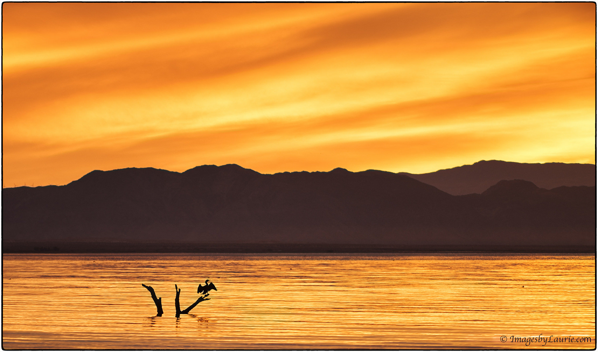Nikon D800E + Nikon AF-S Nikkor 200-400mm F4G ED-IF VR sample photo. The cormorant and the sunset photography
