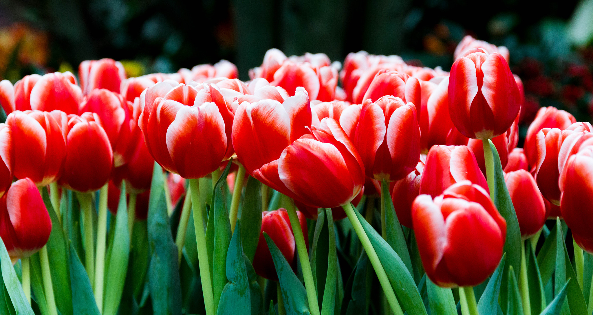 Canon EOS 550D (EOS Rebel T2i / EOS Kiss X4) sample photo. The last-year tulips photography