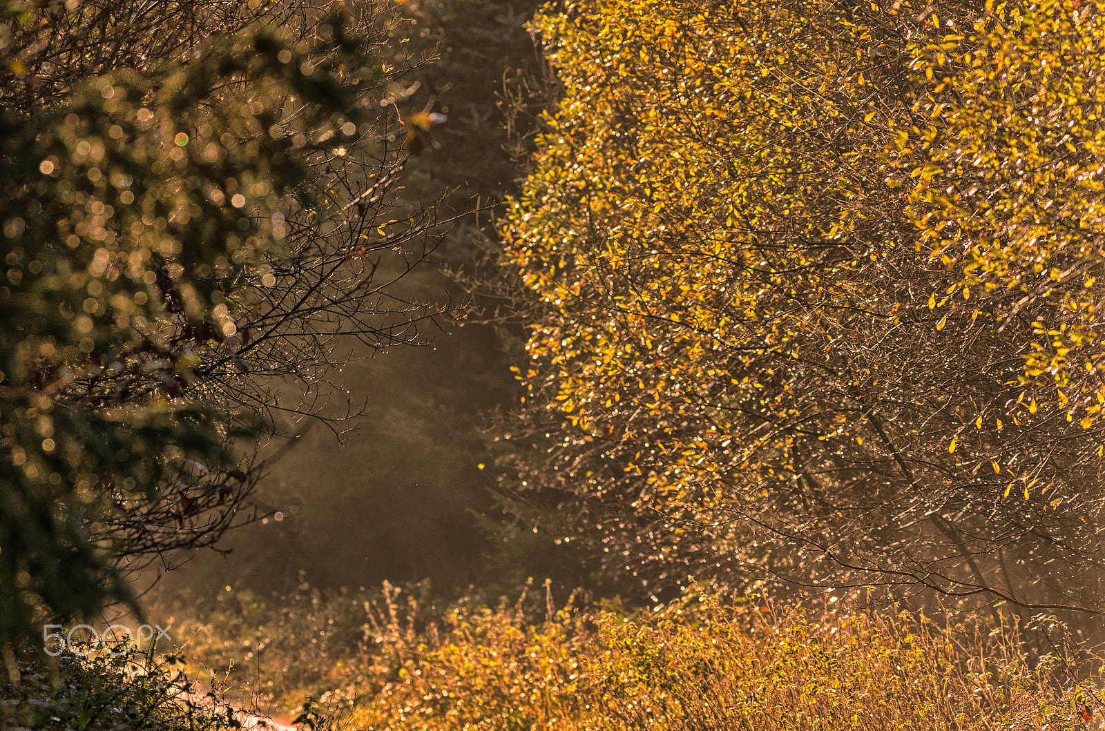 Pentax K-5 sample photo. The hazy path photography
