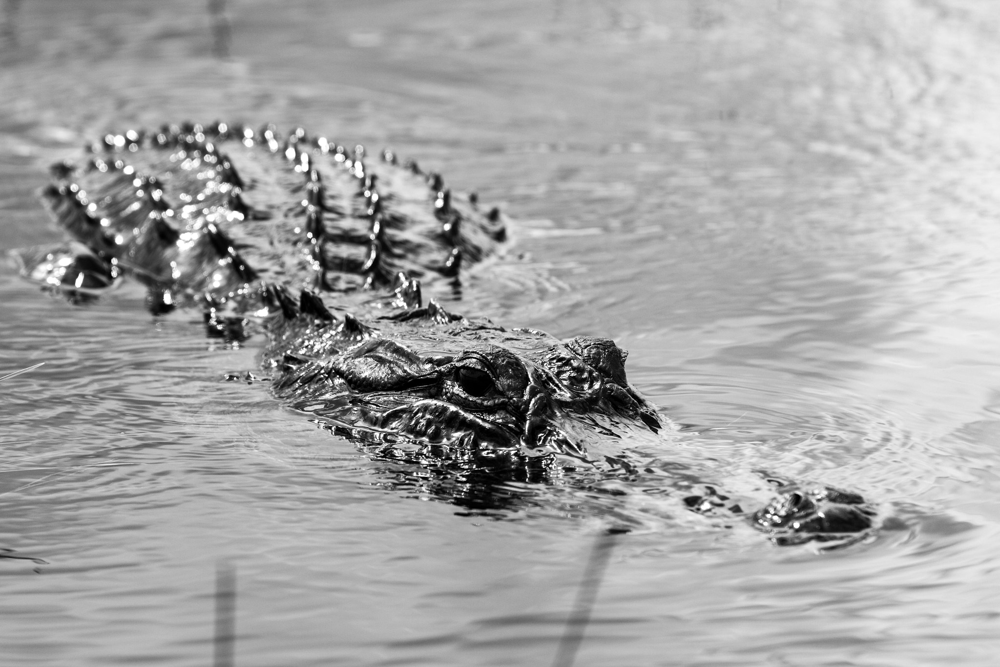 Canon EF 70-200mm F2.8L IS II USM sample photo. Everglades photography