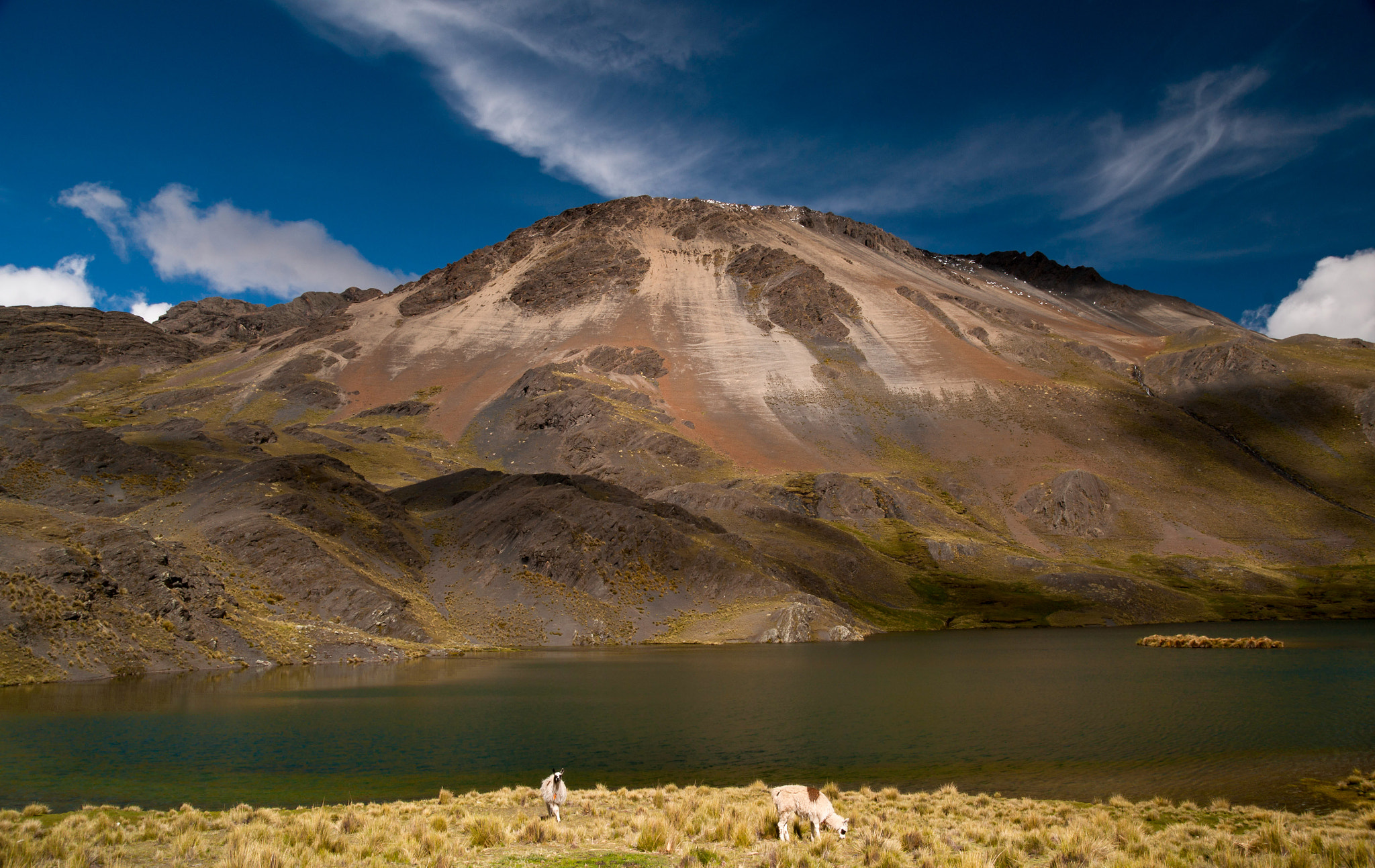Pentax K-7 sample photo. Lama from bolivia photography