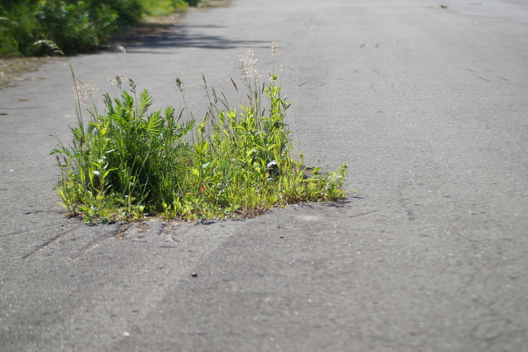 Minolta AF 70-210mm F4.5-5.6 [II] sample photo. Reborn photography