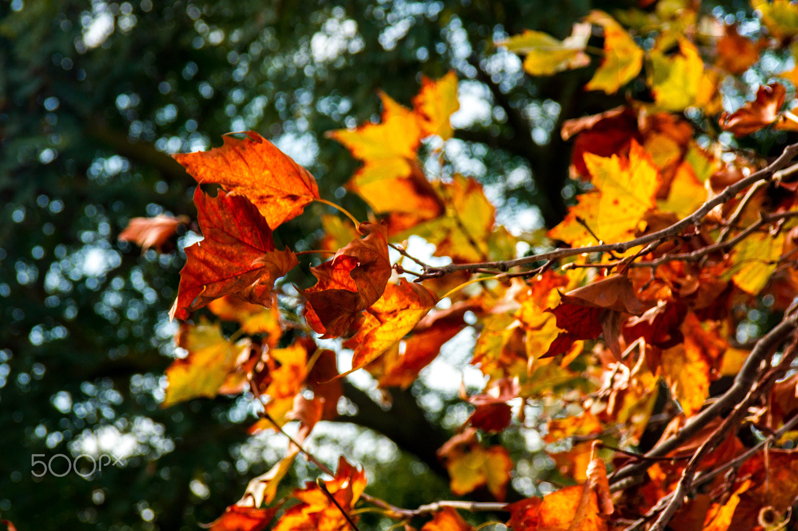 Sony Alpha DSLR-A550 + Tokina AF 28-300mm F4-6.3 sample photo