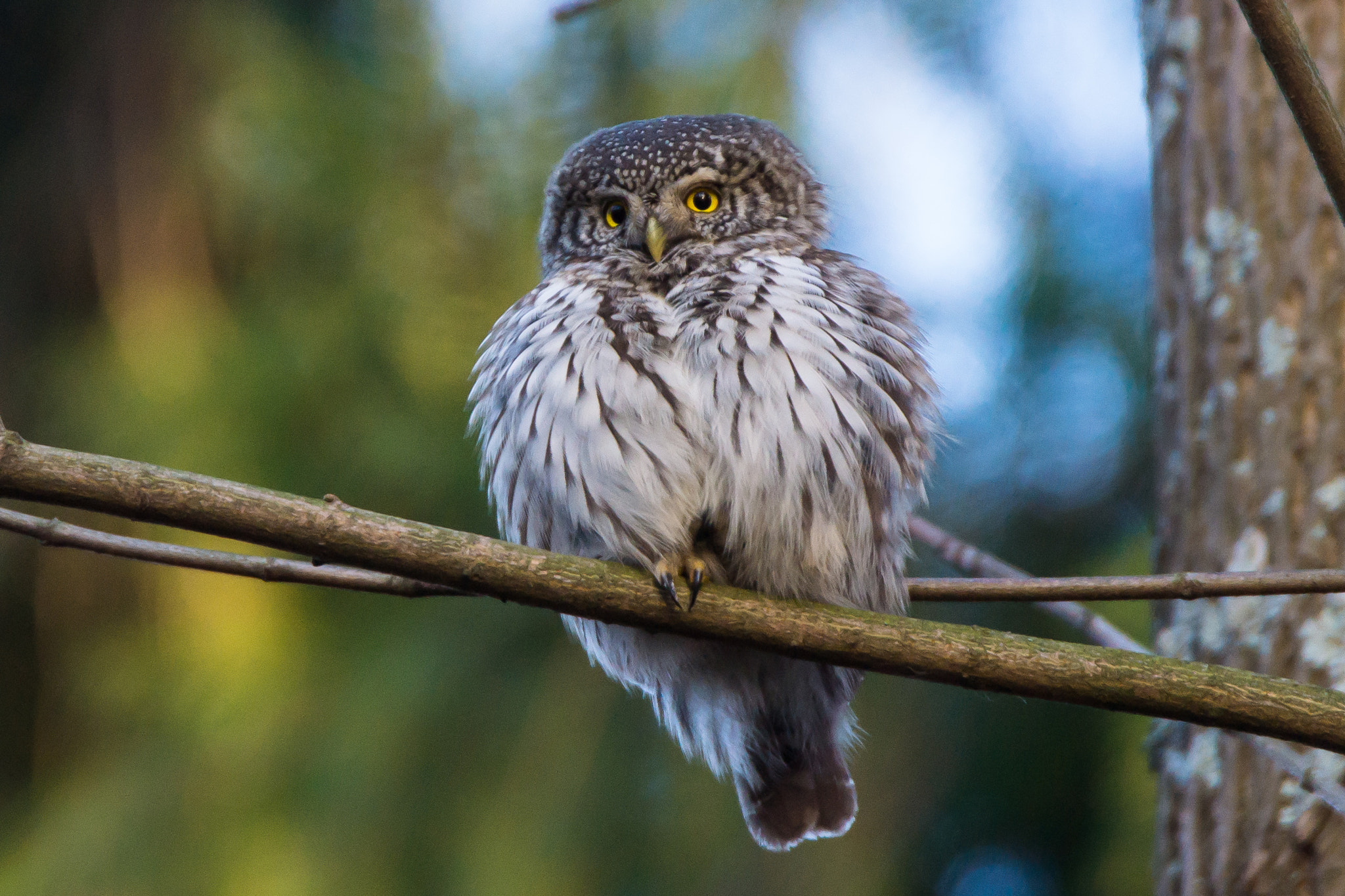Sony SLT-A65 (SLT-A65V) + Tamron SP 150-600mm F5-6.3 Di VC USD sample photo. Pygmy owl photography