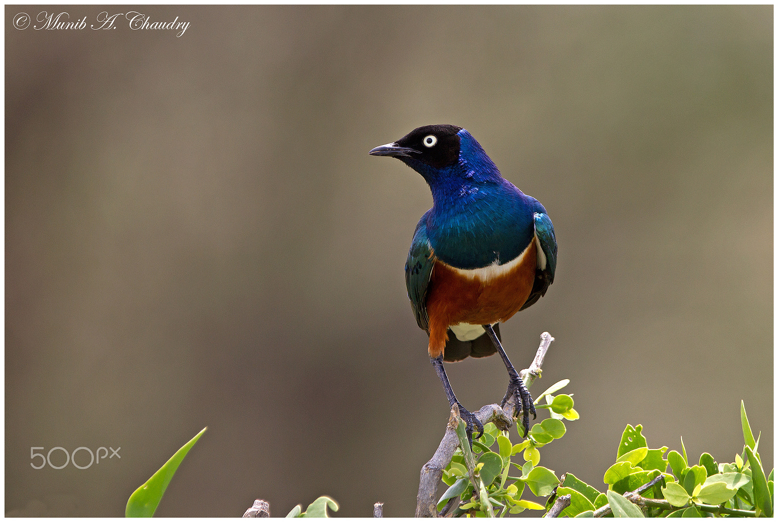 Canon EF 300mm F2.8L IS USM sample photo. The stunning starling! photography