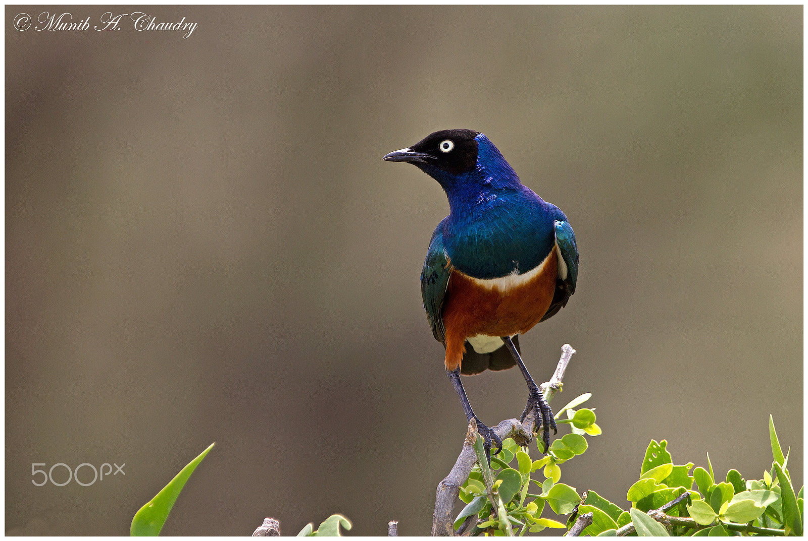 Canon EOS-1D Mark IV + Canon EF 300mm F2.8L IS USM sample photo. The stunning starling! photography