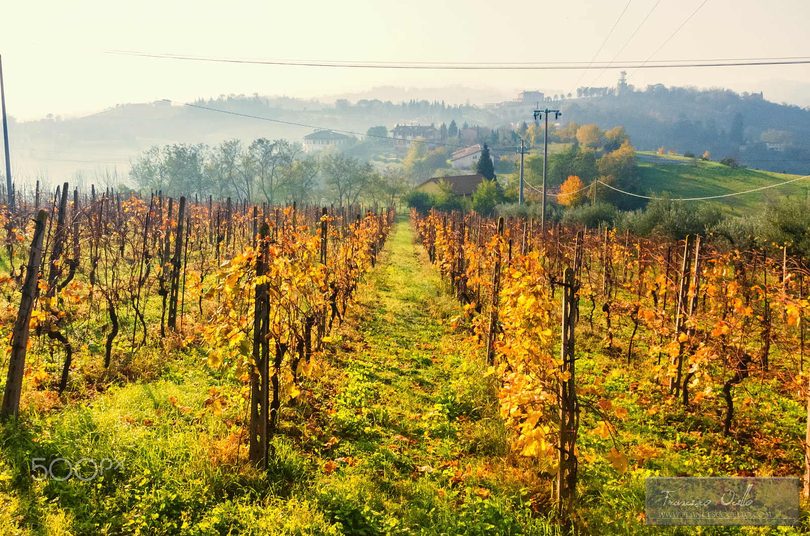 Pentax K-5 sample photo. Vineyard photography
