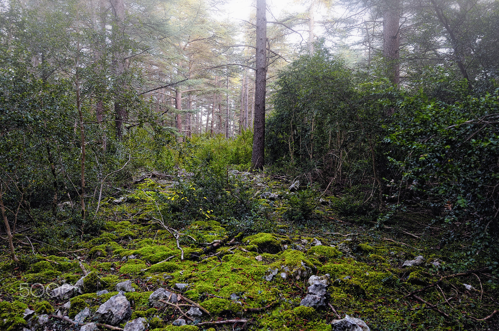 Nikon AF-S Nikkor 14-24mm F2.8G ED sample photo. Forêt des cèdres photography