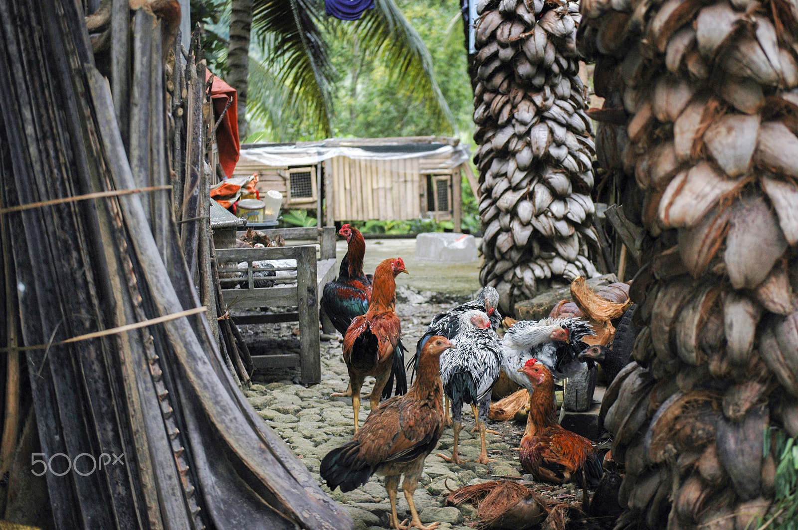 Nikon D70s sample photo. Village photography